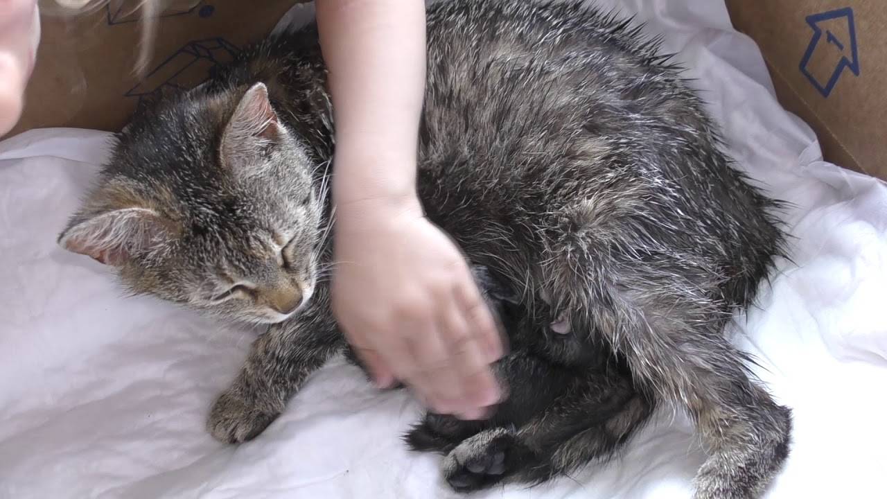 Как принять роды у кошки в домашних условиях?