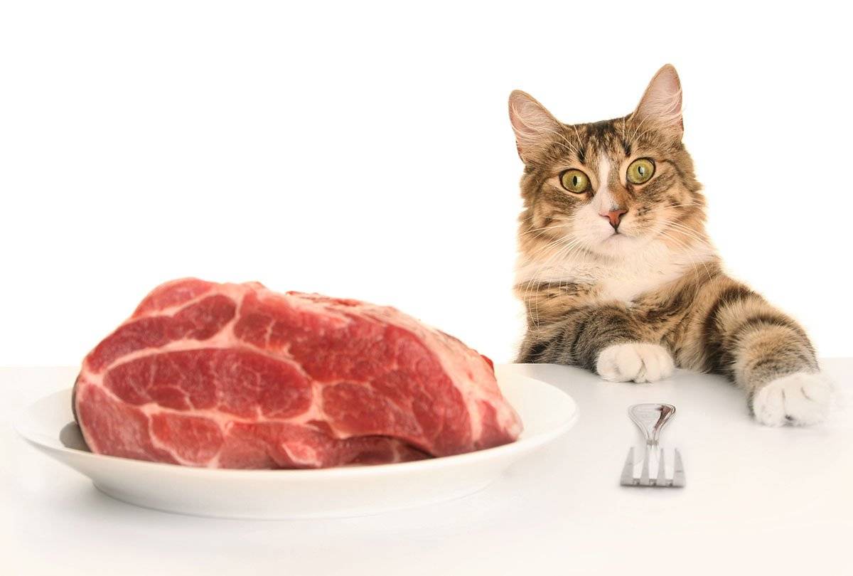 Можно ли кошкам и котам сырое мясо: эксперимент ученых