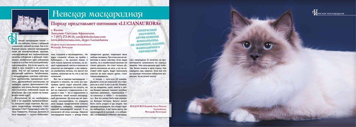 Невская маскарадная кошка: фото, описание породы, характер, здоровье, уход и содержание