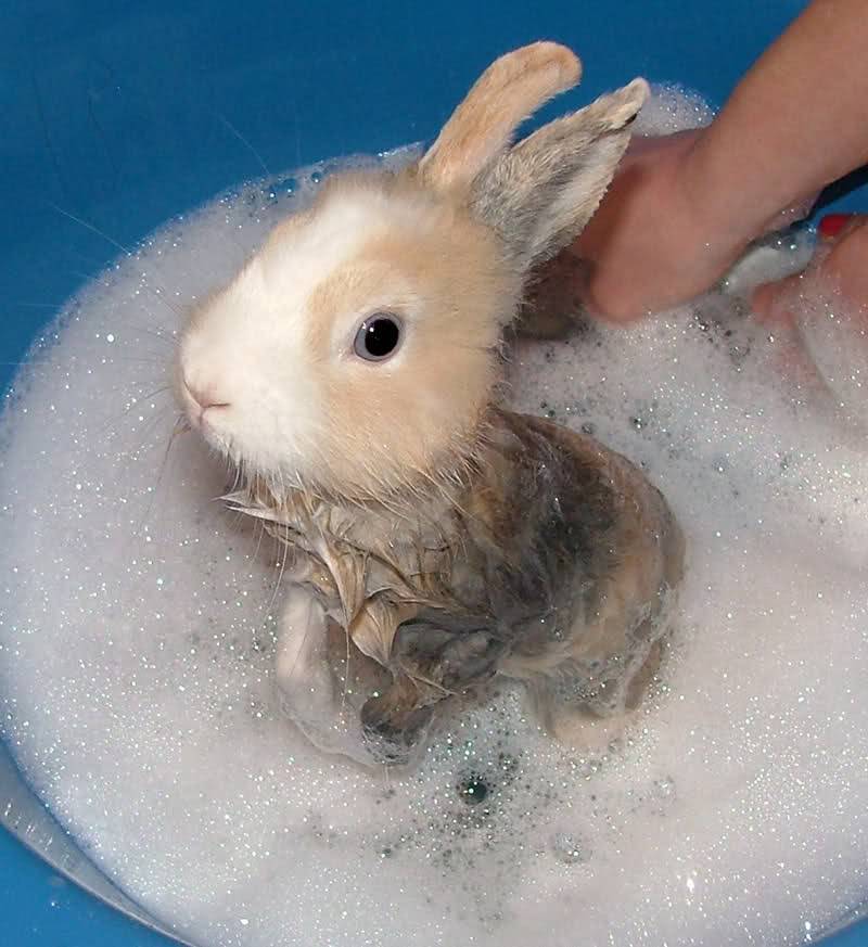 Как мыть кроликов: правила купания декоративных питомцев в домашних условиях