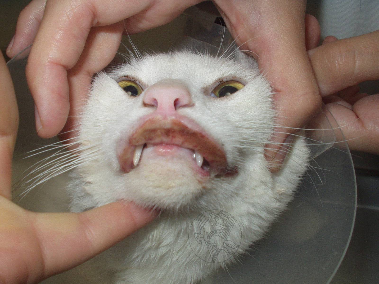Кошка без зубов