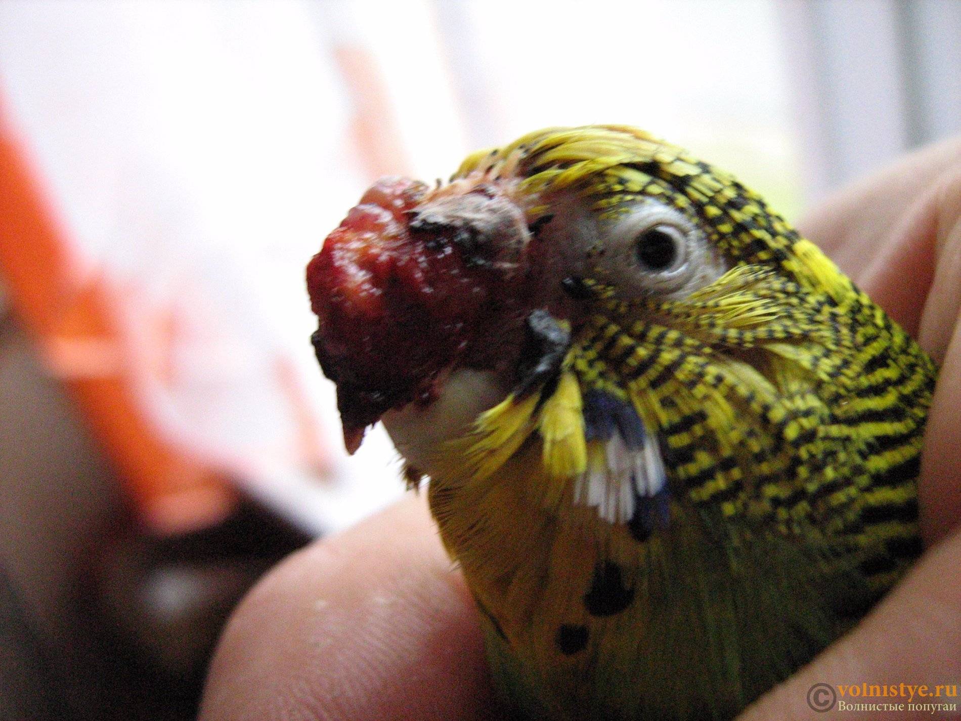 Почему волнистый попугай чихает и что с этим делать? — экспертно-информационный портал о домашних питомцах и уходе за ними — petse.ru