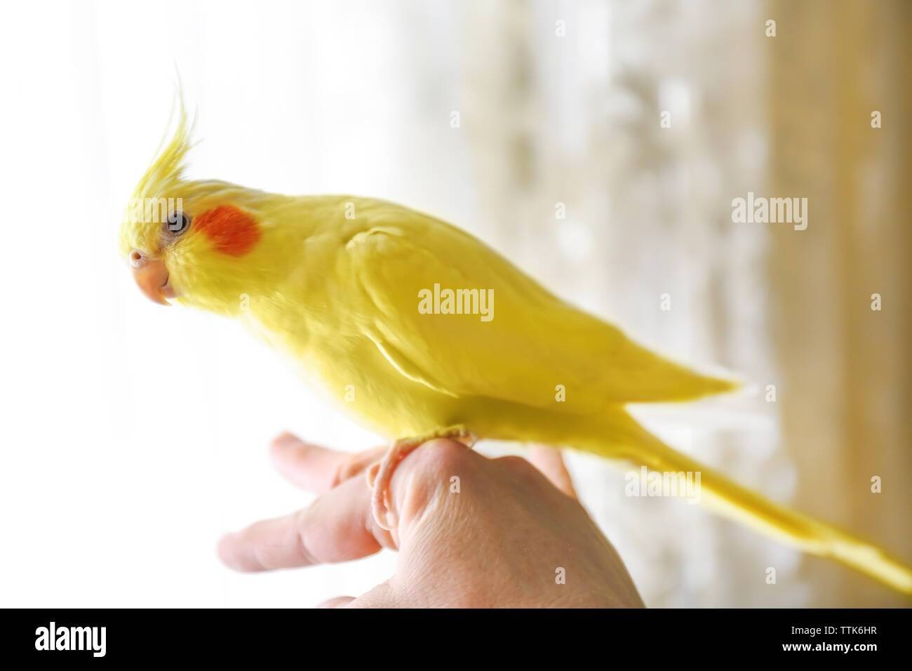 Жёлтый попугай корелла