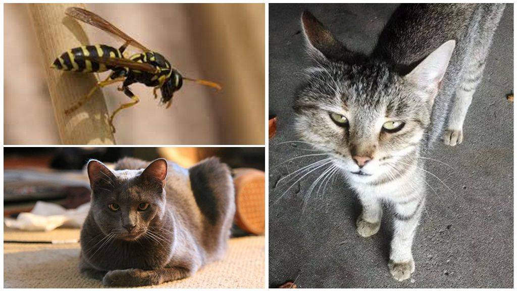 Варианты как можно помочь коту если его ужалила пчела или укусила оса