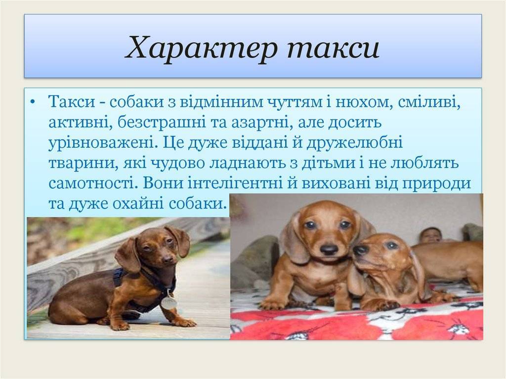 Такса собака: описание породы: полная характеристика и фото видео;