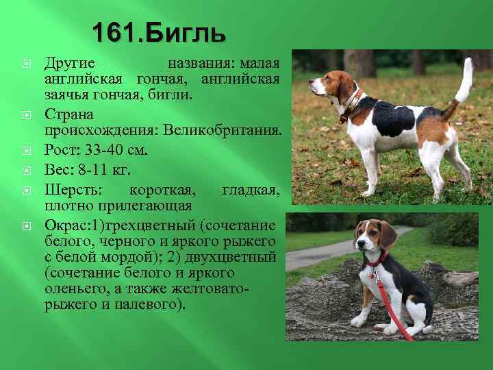 Бигль: фото, описание, характер, содержание, отзывы