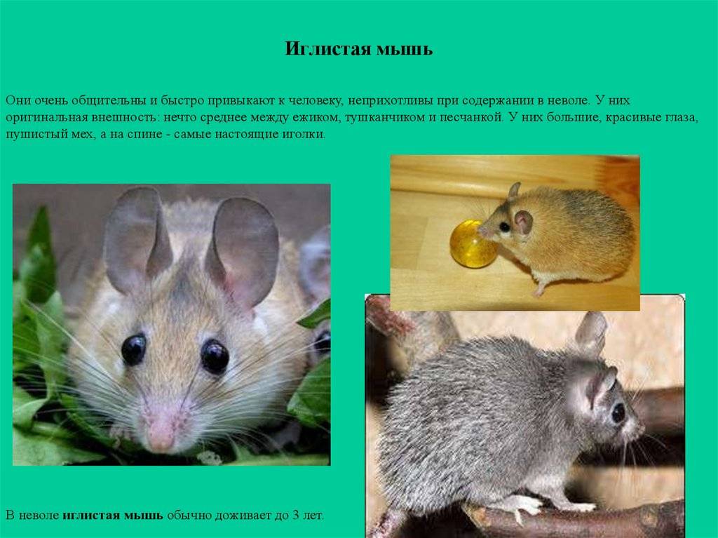 Ласка животное: фото и описание. внешность ласки, размер, места обитания и повадки зверя куница фото куниц