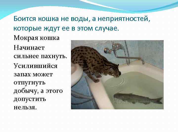 Как помыть кота если он не любит воду: эффективные способы искупать питомца