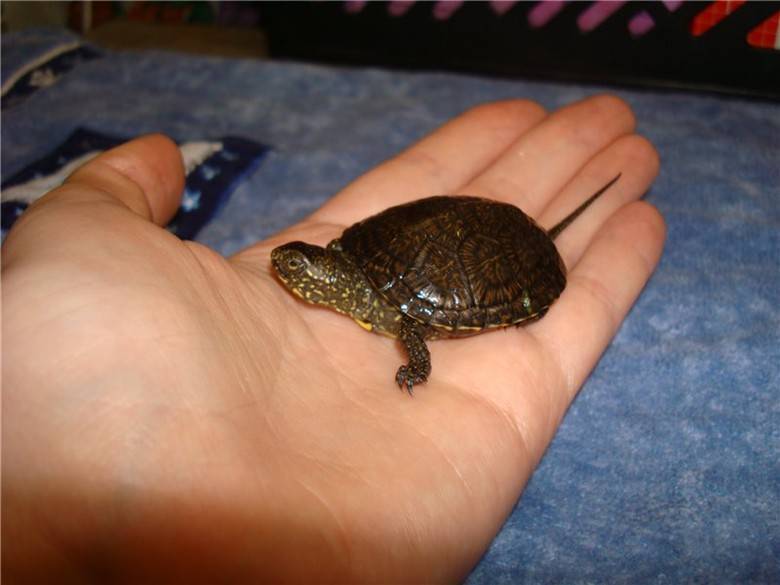 Чем питаются болотные. Европейская Болотная черепаха маленькая. Черепашата европейской Болотной черепахи. Красноухая Болотная черепаха. Карликовая Болотная черепаха.