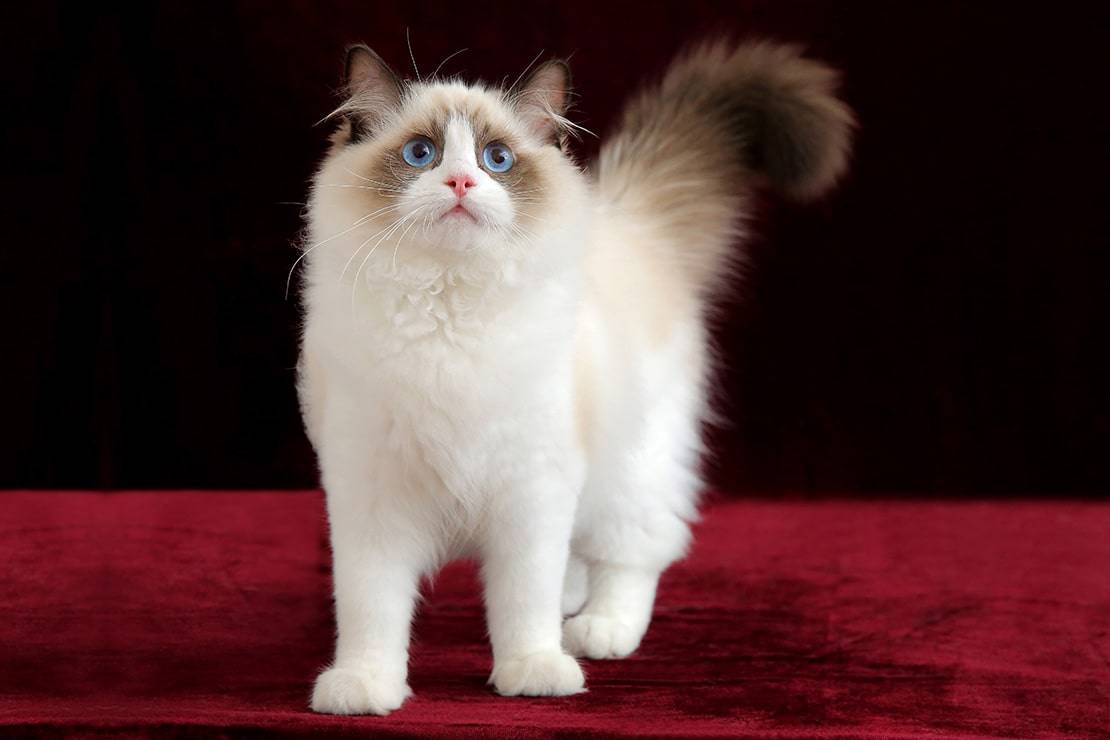 Рэгдолл кошка: фото, описание породы, характер, окрасы, чем кормить, уход и содержание