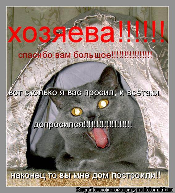 Как общаться со своей кошкой - wikihow