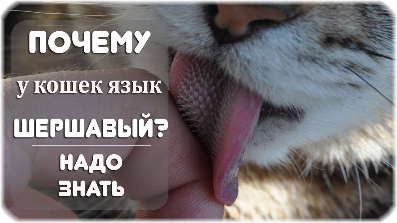 Зачем Язык На Фото