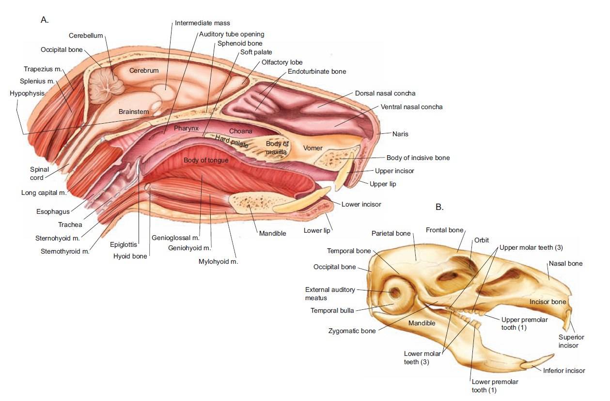 Описание вида морская свинка по морфологическому критерию. анатомо-физиологические особенности морских свинок