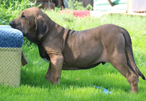 Порода собак – фила бразилейро