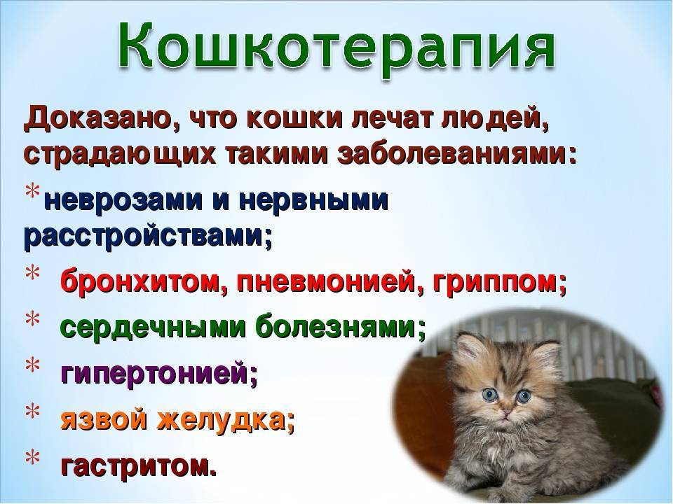 Картинка кошка лекарь