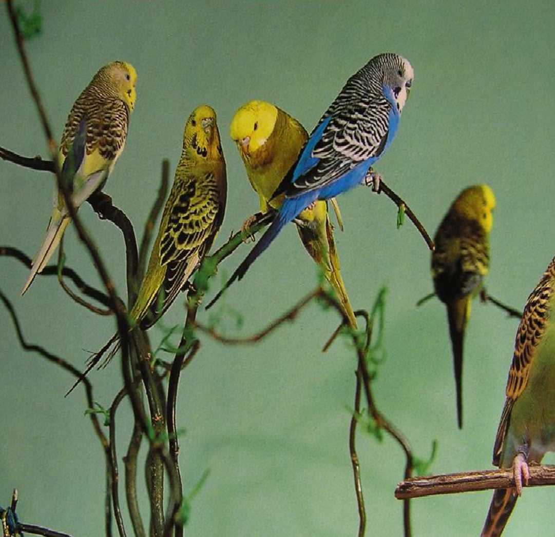 Где находится родина волнистых попугаев