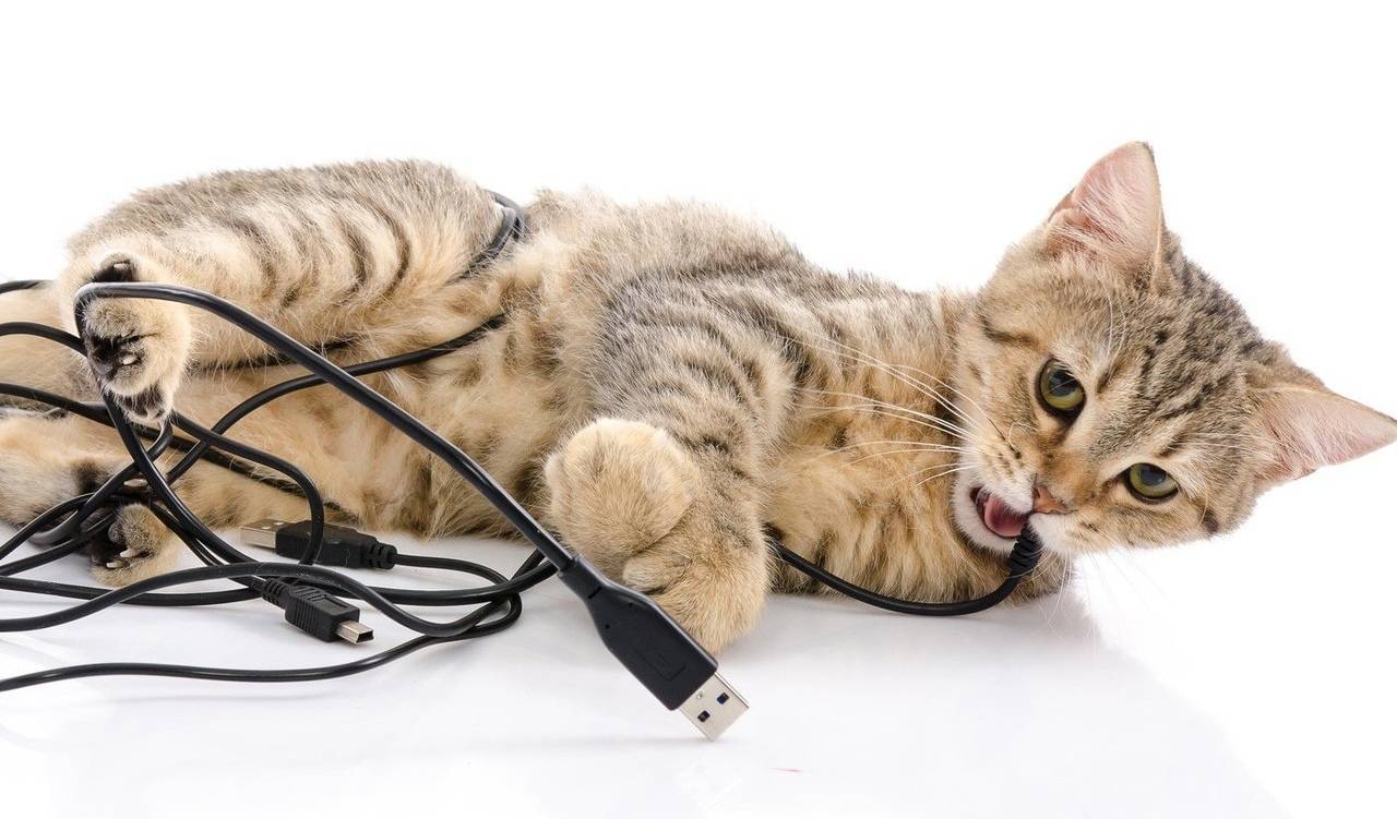 Как отучить кошку грызть провода, что делать