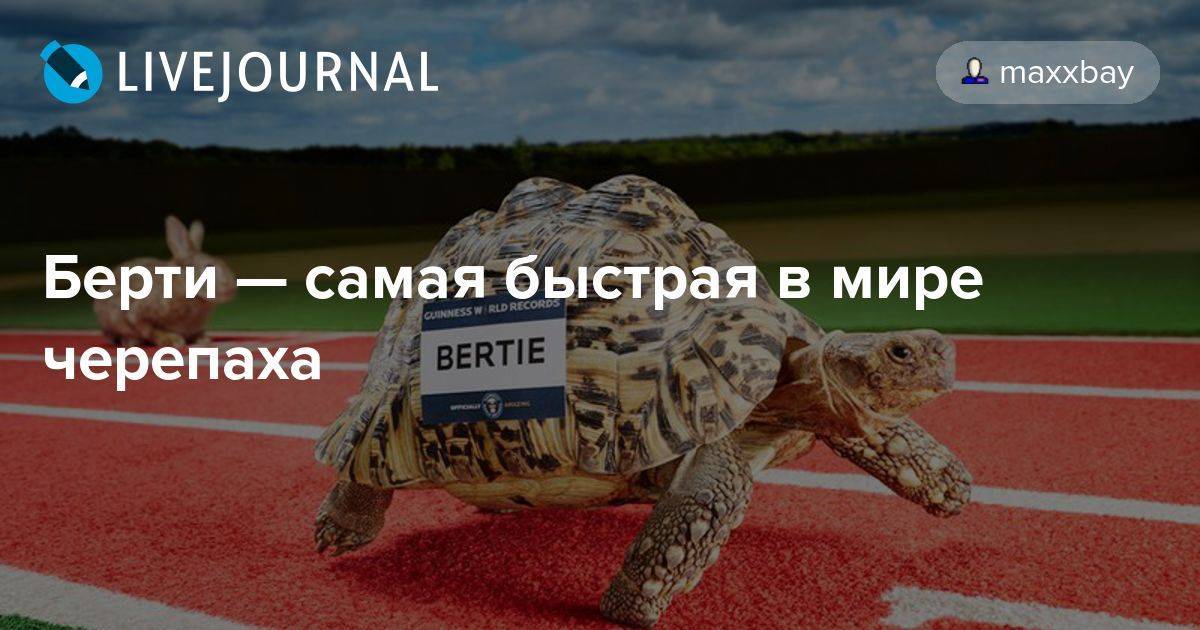 Самая большая в мире черепаха. топ - 5 гигантских черепах планеты