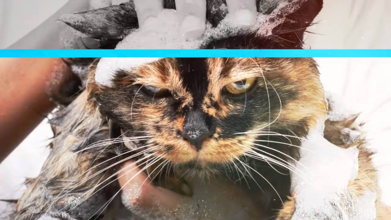 Почему кошки боятся воды?