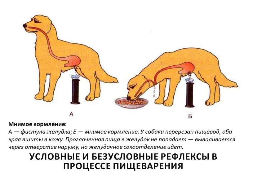 Почему кошка чихает: причины и чем лечить в домашних условиях