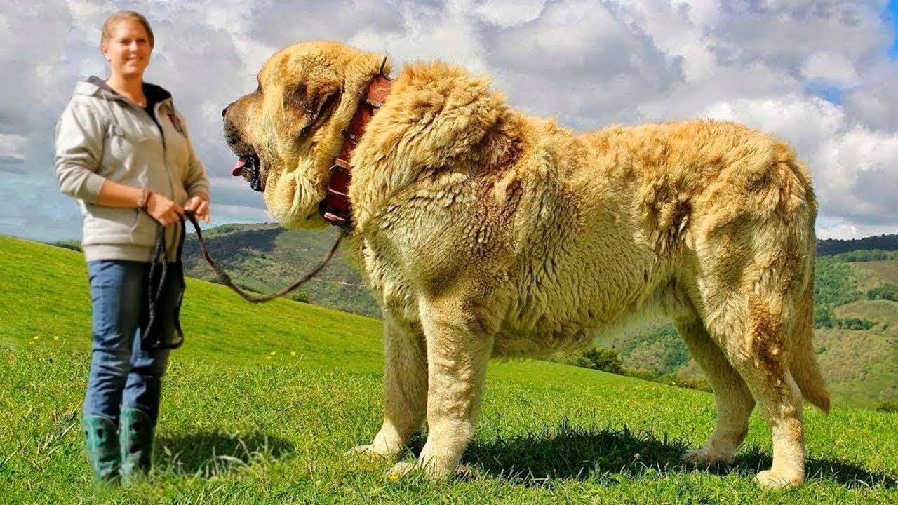 Огромная собака порода. Тибетский мастиф и Сенбернар. Порода кангал. Тибетский кангал. Кангал и тибетский мастиф.