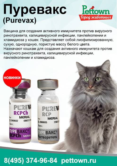 Способ применения вакцины пуревакс для кошки: от чего помогает препарат