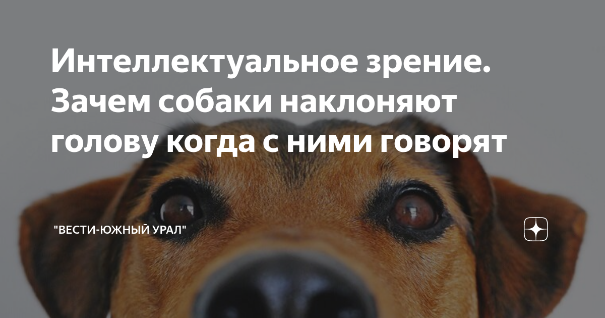 Зачем собаки наклоняют голову, когда слушают хозяина