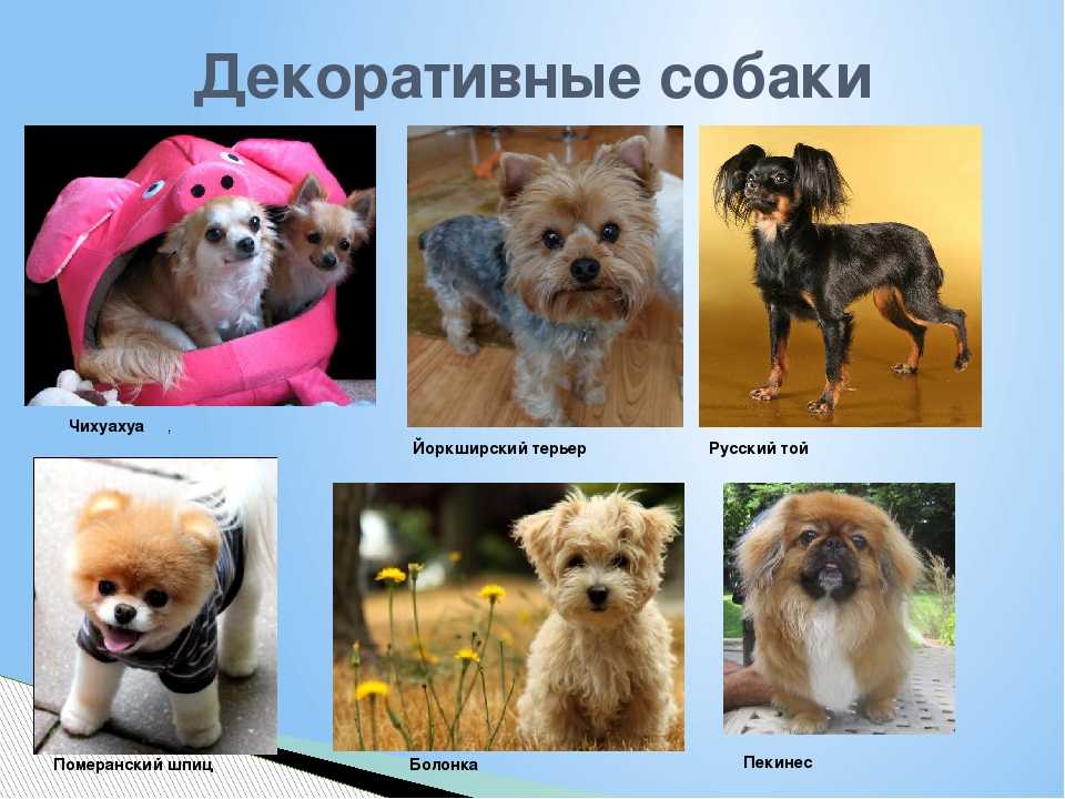 ≡ топ 16 ᐈ лучшие породы собак для квартиры | woofy dog