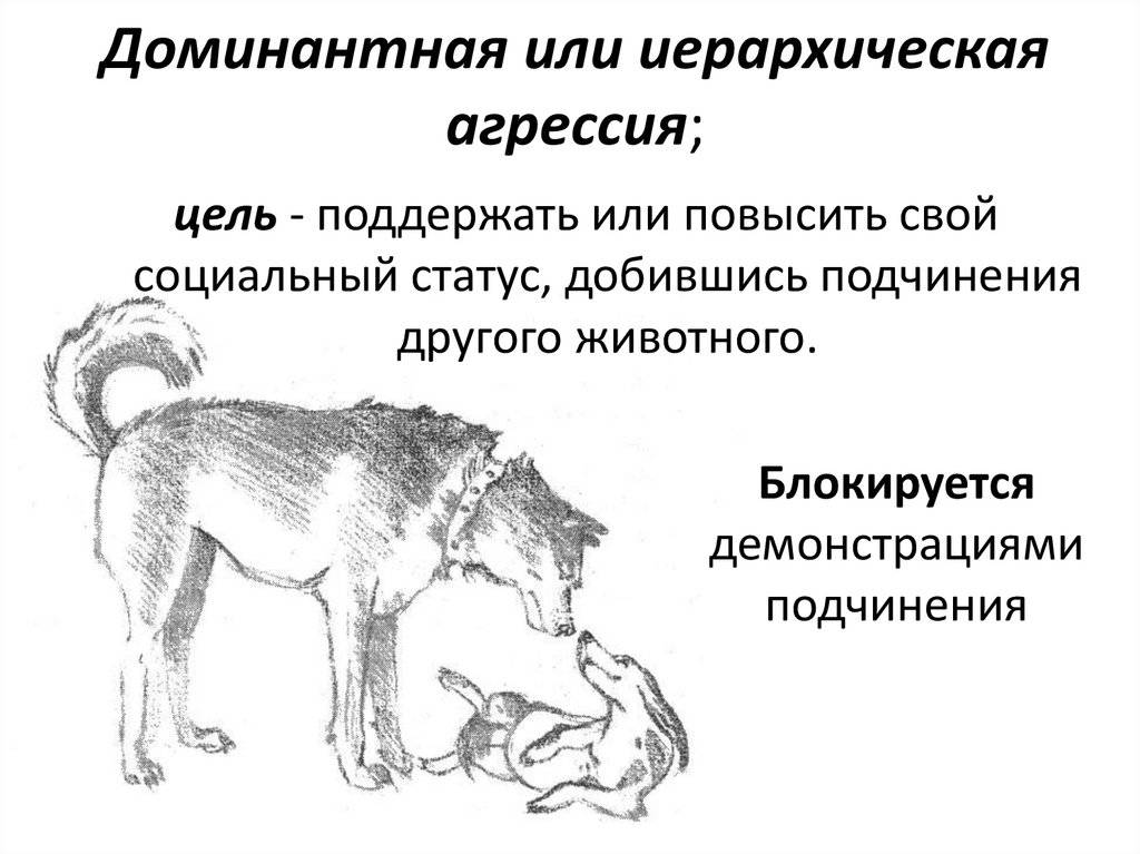 Как отучить собаку бросаться на других собак: советы кинологов | ваши питомцы