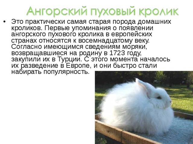 Ангорский кролик: описание породы, виды - декоративный или карликовый, уход и содержание, каким болезням подвержен