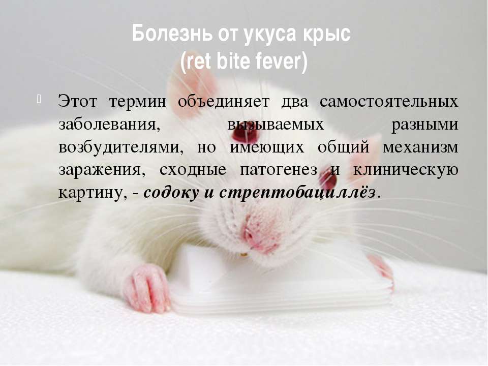 Болезни декоративных крыс и их лечение — классификация