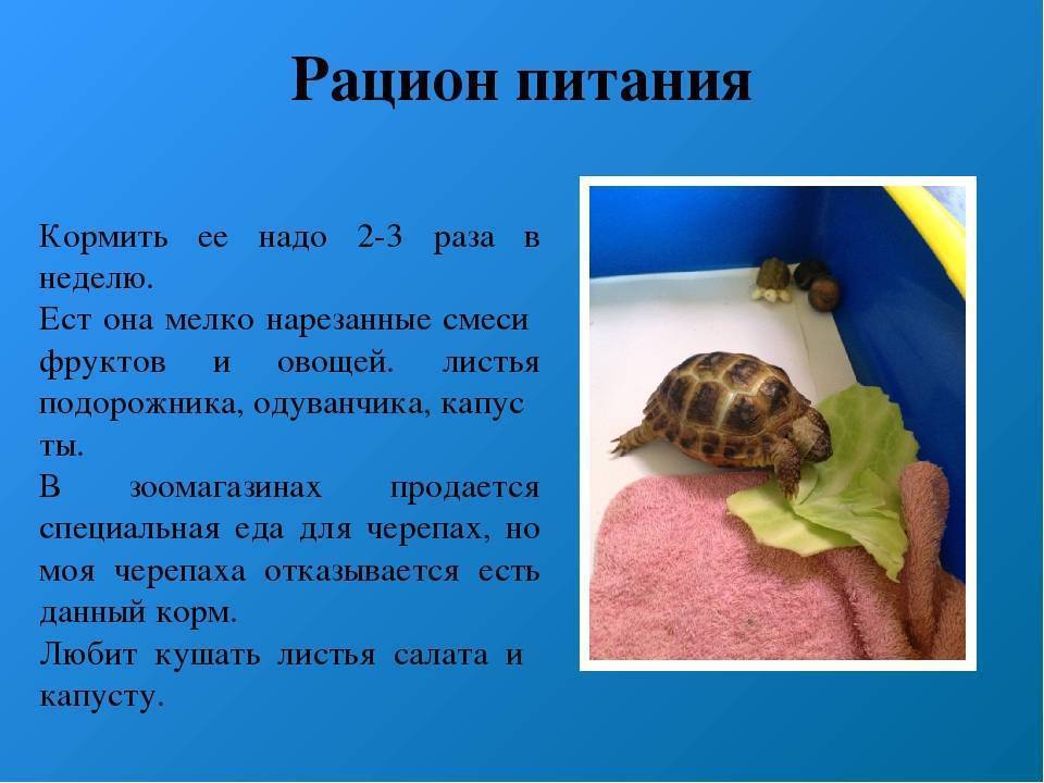 ᐉ чем кормить черепаху зимой: рацион питания сухопутных и красноухих черепах в зимний период - zoopalitra-spb.ru