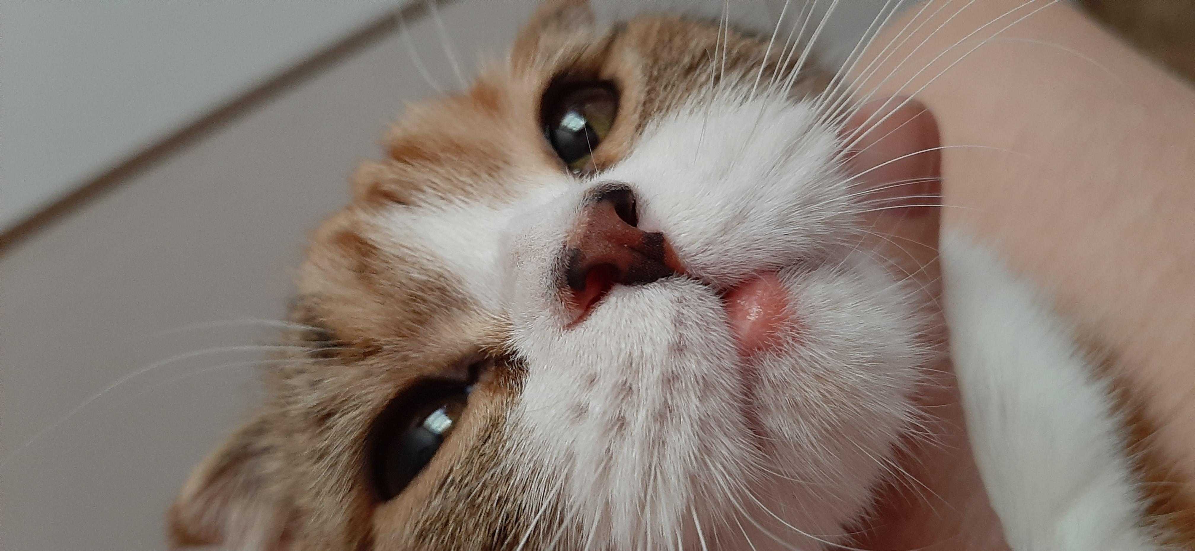 У кошки опухла губа? вот почему и как действовать