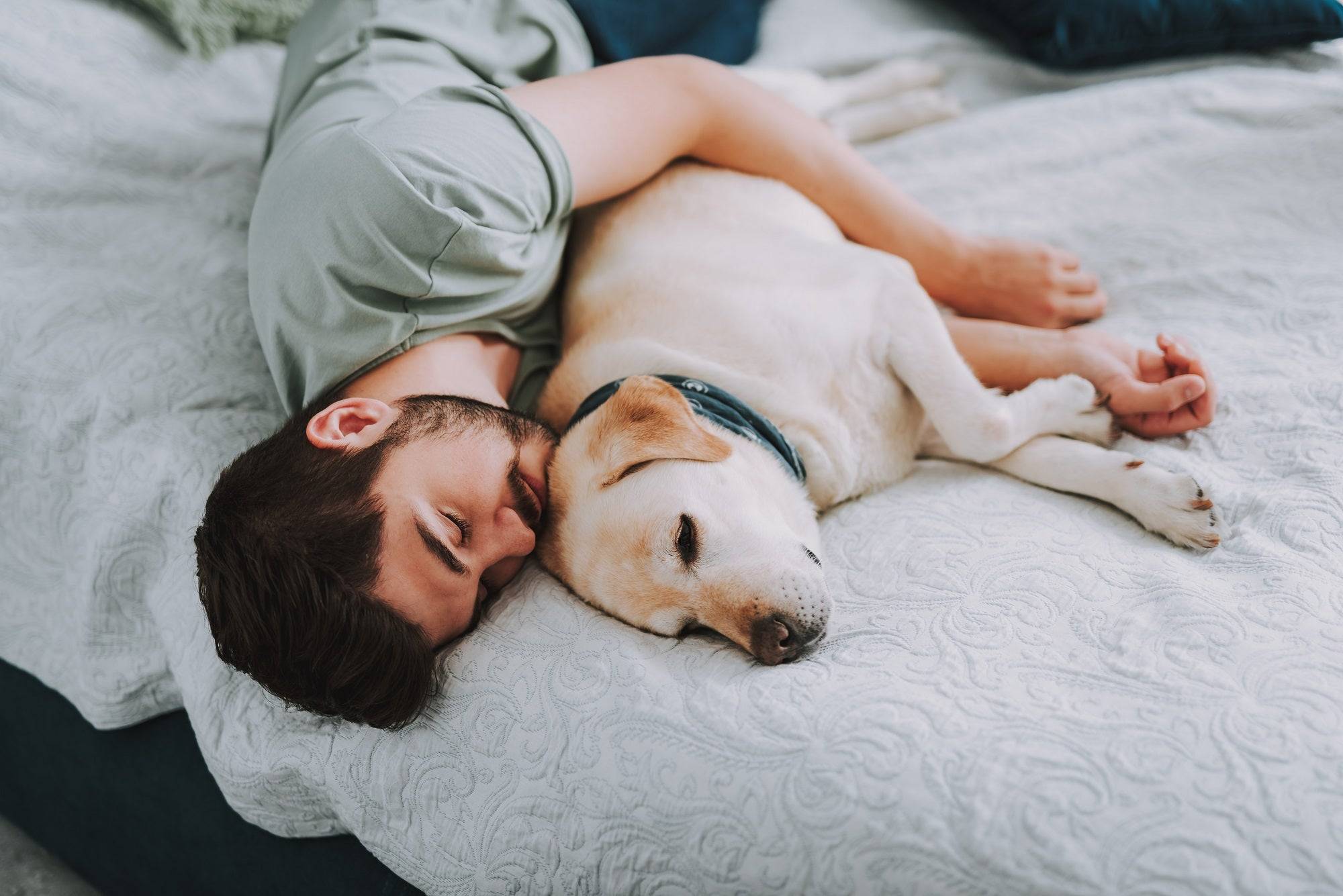 Собака на руках во сне. Мужчина на кровати с собакой. Парень с собакой в постели.