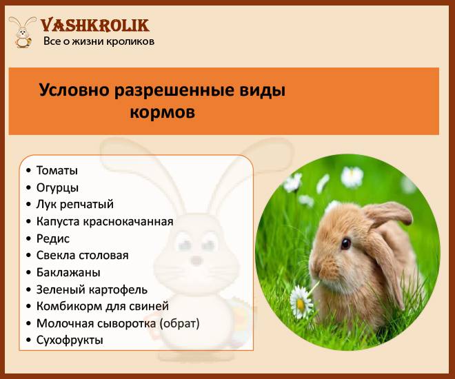 Можно ли давать рожь крольчатам и кроликам: как ей кормить и в каких количествах