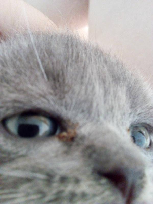 Гноятся глаза у кошек: 80 фото и видео описание основных причин и методы лечения