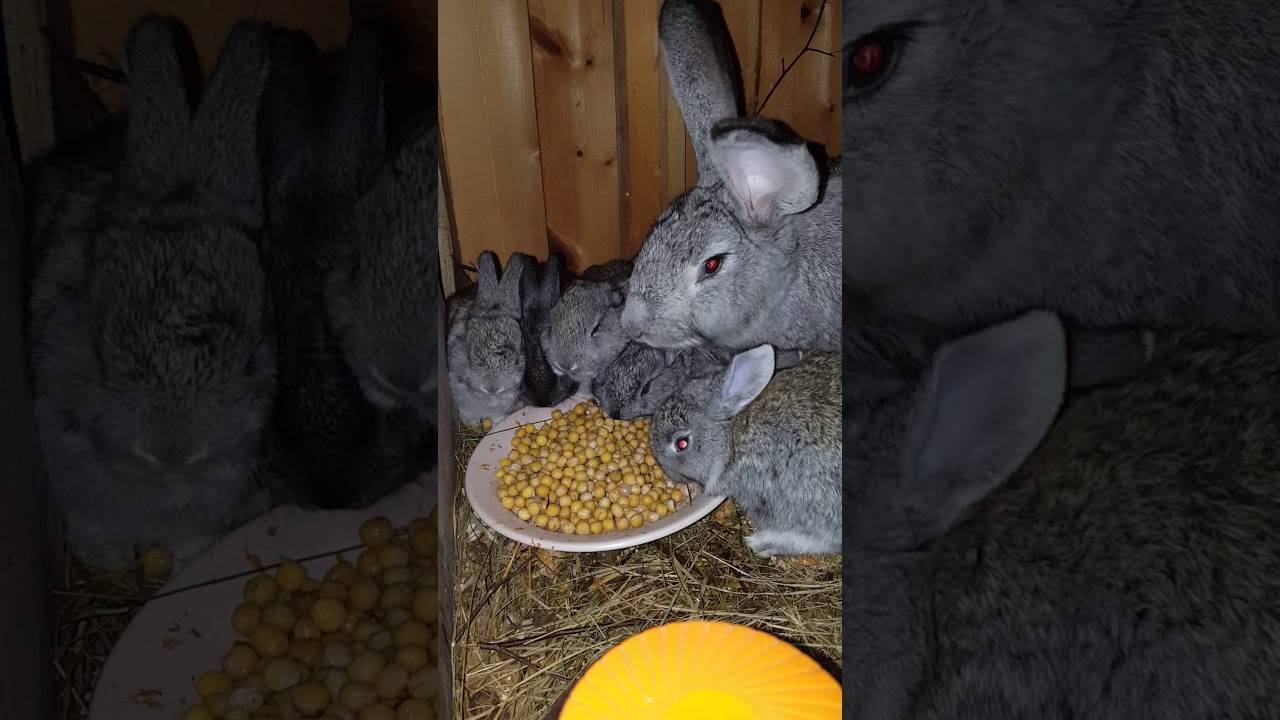 Питание кроликов: какие продукты должны быть в рационе животных