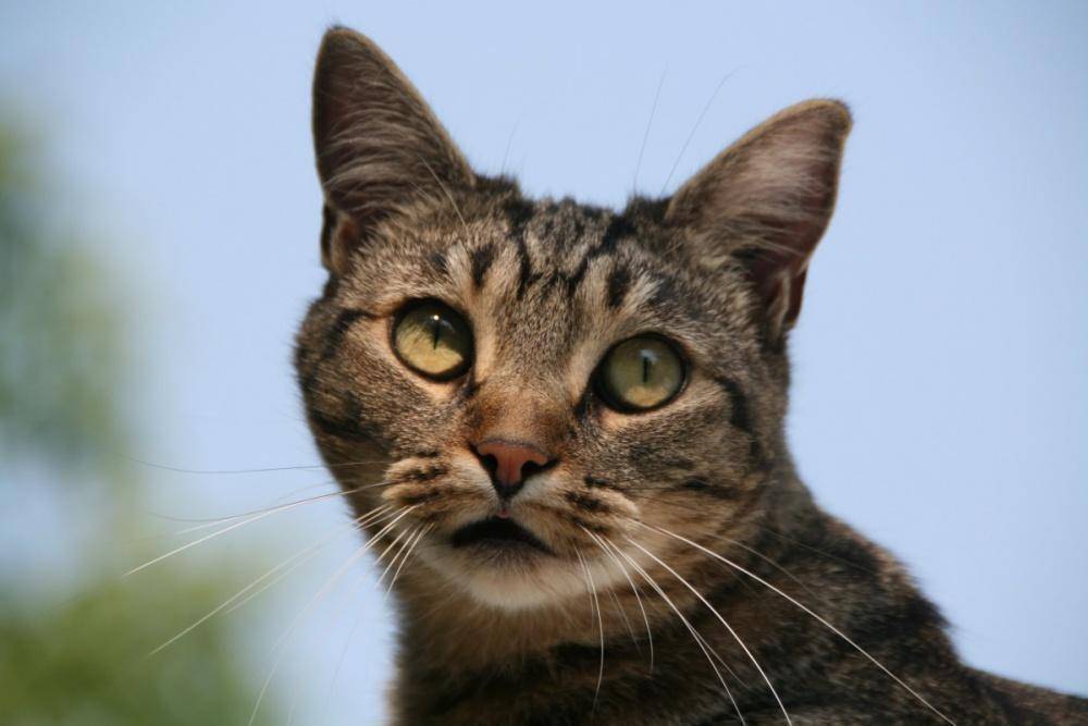Кот с косыми глазами