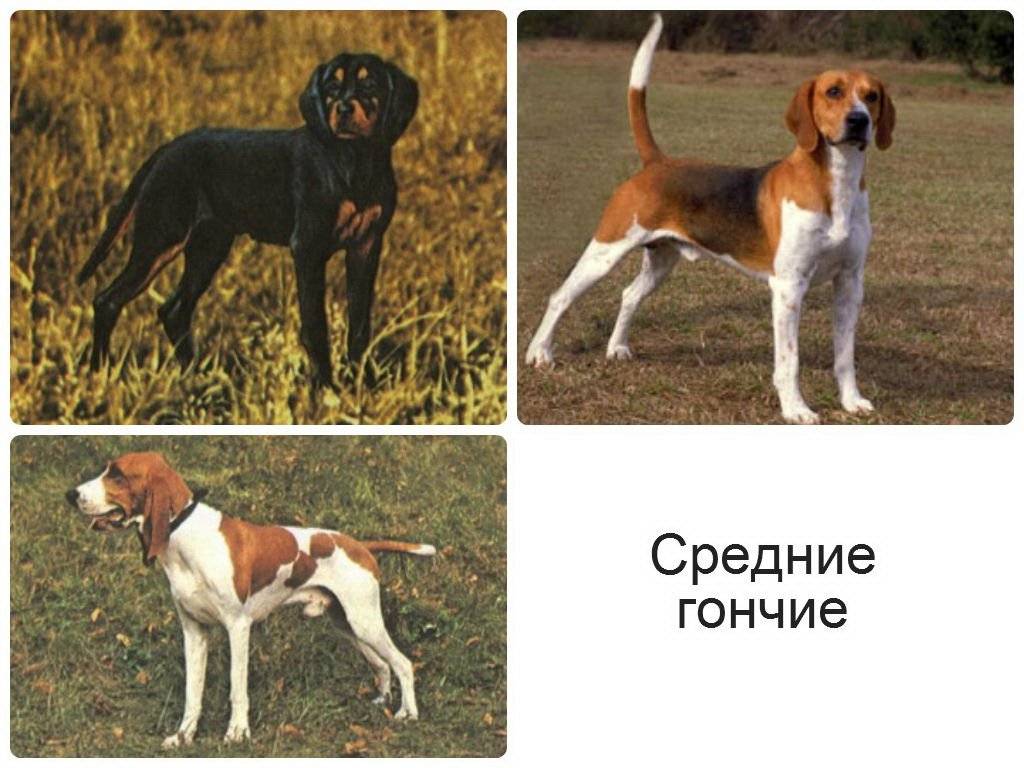 Русская гончая: описание породы, щенки, стандарт.
