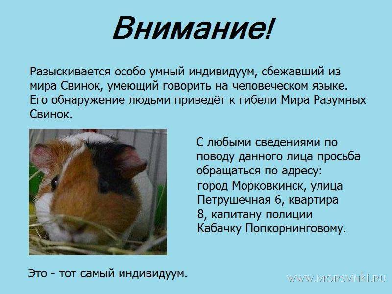 Как нас видят морские свинки
