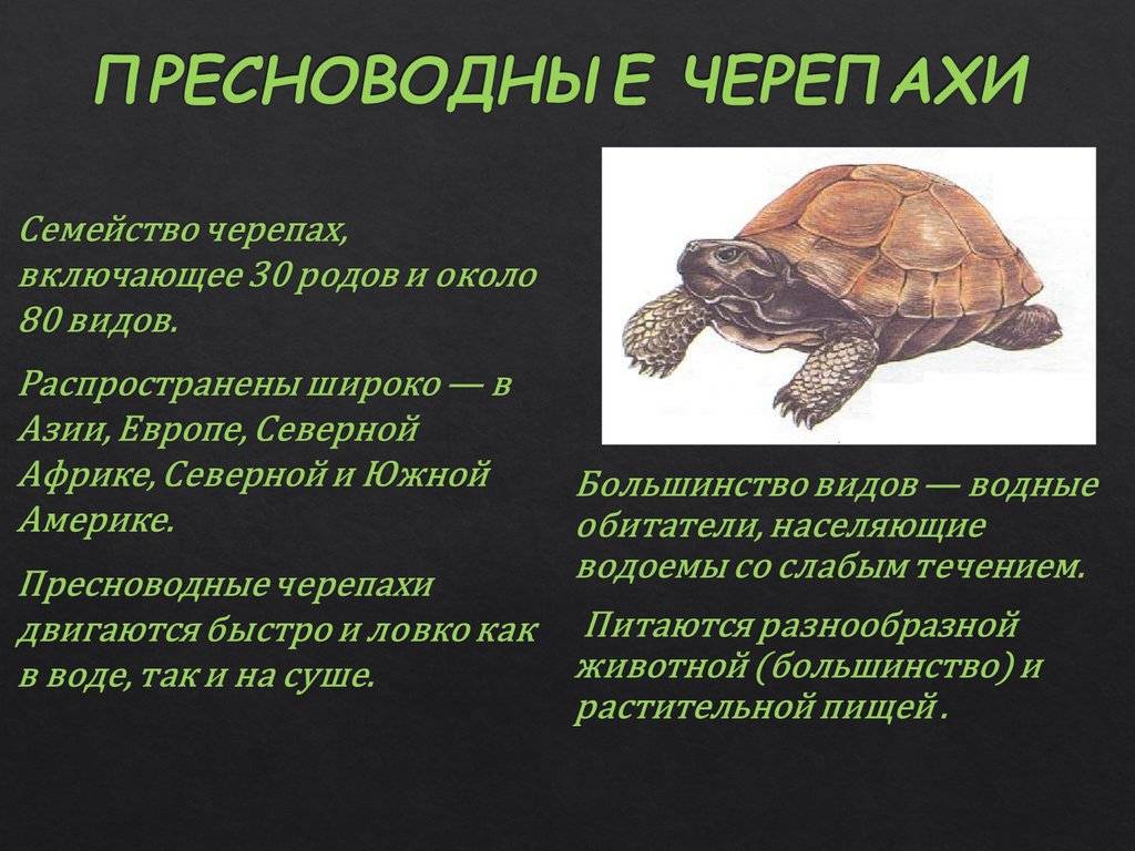 Дальневосточная черепаха: как выглядит, где обитаем, чем питается и интересные факты (фото)