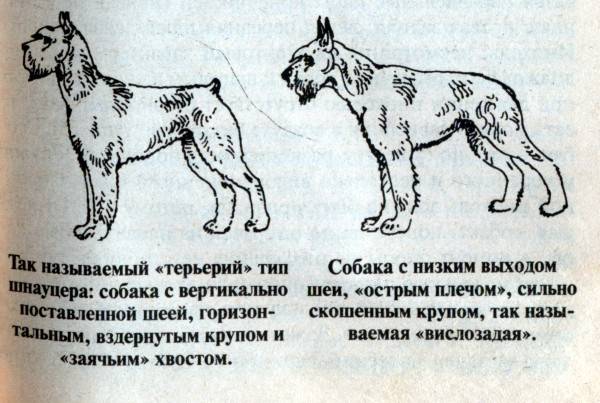 Цвергшнауцер — отважный гном