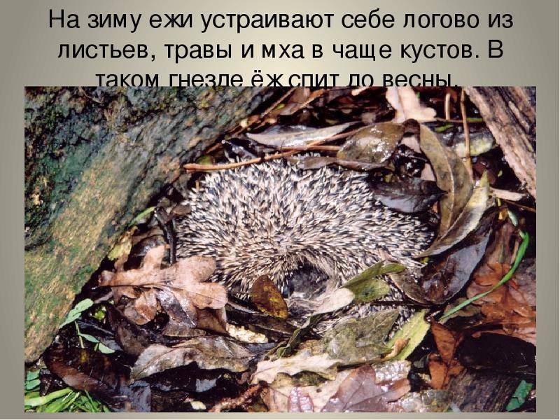 Спят ли ёжики зимой? как зимуют ежи? где спят ежи?
