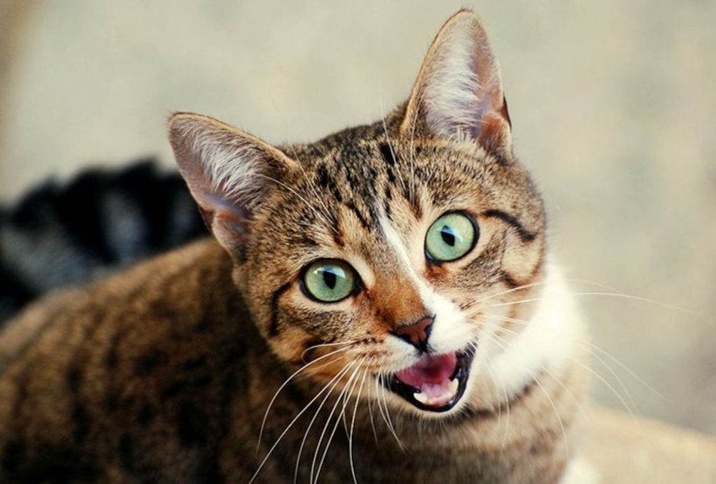 Звуки на которые реагируют все кошки | kote.info