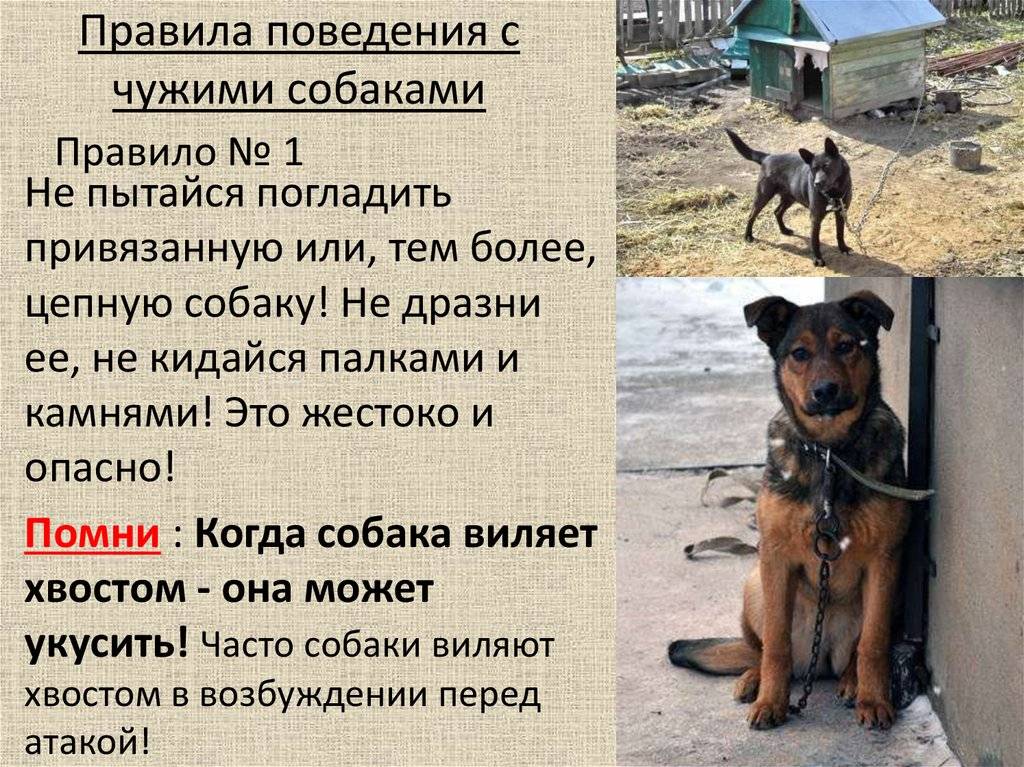 Собака в доме по православию: почему нельзя держать