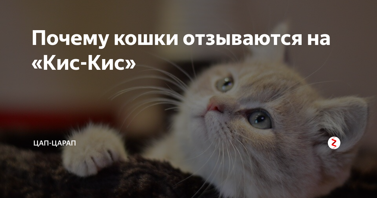Почему некоторые кошки «разговорчивы» с хозяевами, а некоторые молчаливы - gafki.ru