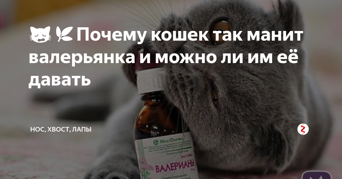 Кошачья мята и валерьянка для кошек и котов - почему обожают и какой вред | caticat.ru
