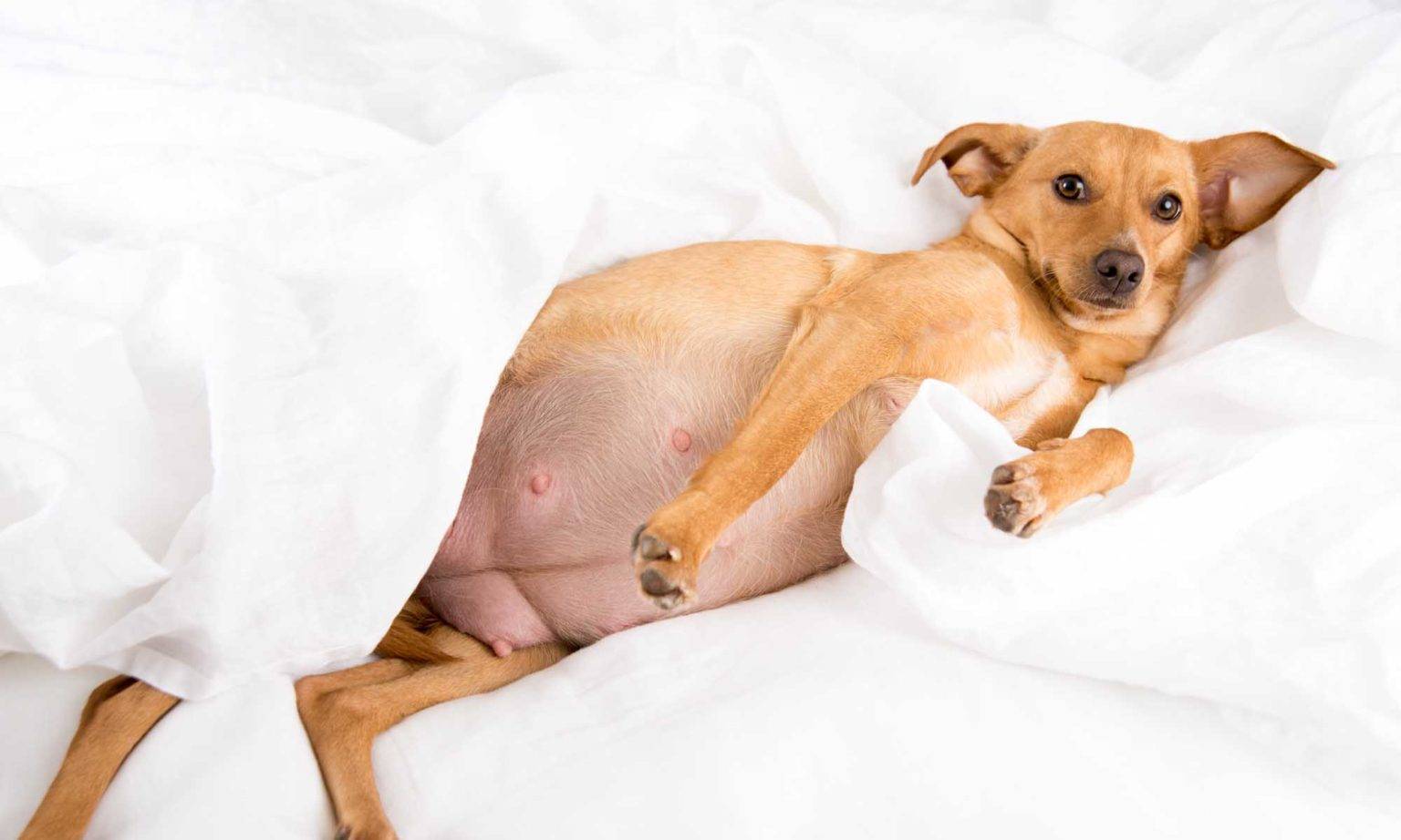 Ложная беременность у собак: симптомы, лечение, сколько длится, что делать - zoosecrets