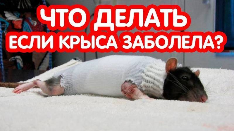 Крыса тяжело дышит, хрюкает или задыхается. Как помочь любимому питомцу?