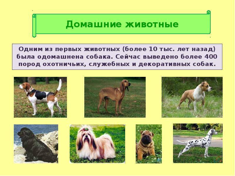 Мелкие породы охотничьих собак с фотографиями и названиями